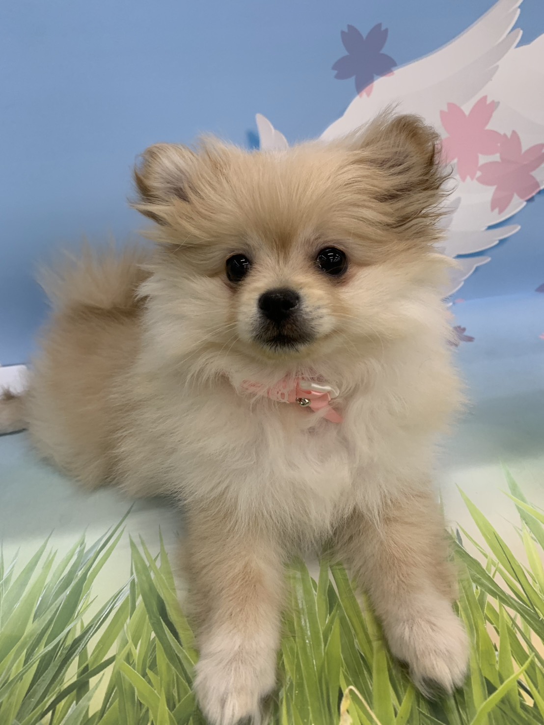 群馬県のポメラニアン (ペッツワン大泉店/2026年1月2日生まれ/女の子/クリーム)の子犬の2枚目の画像