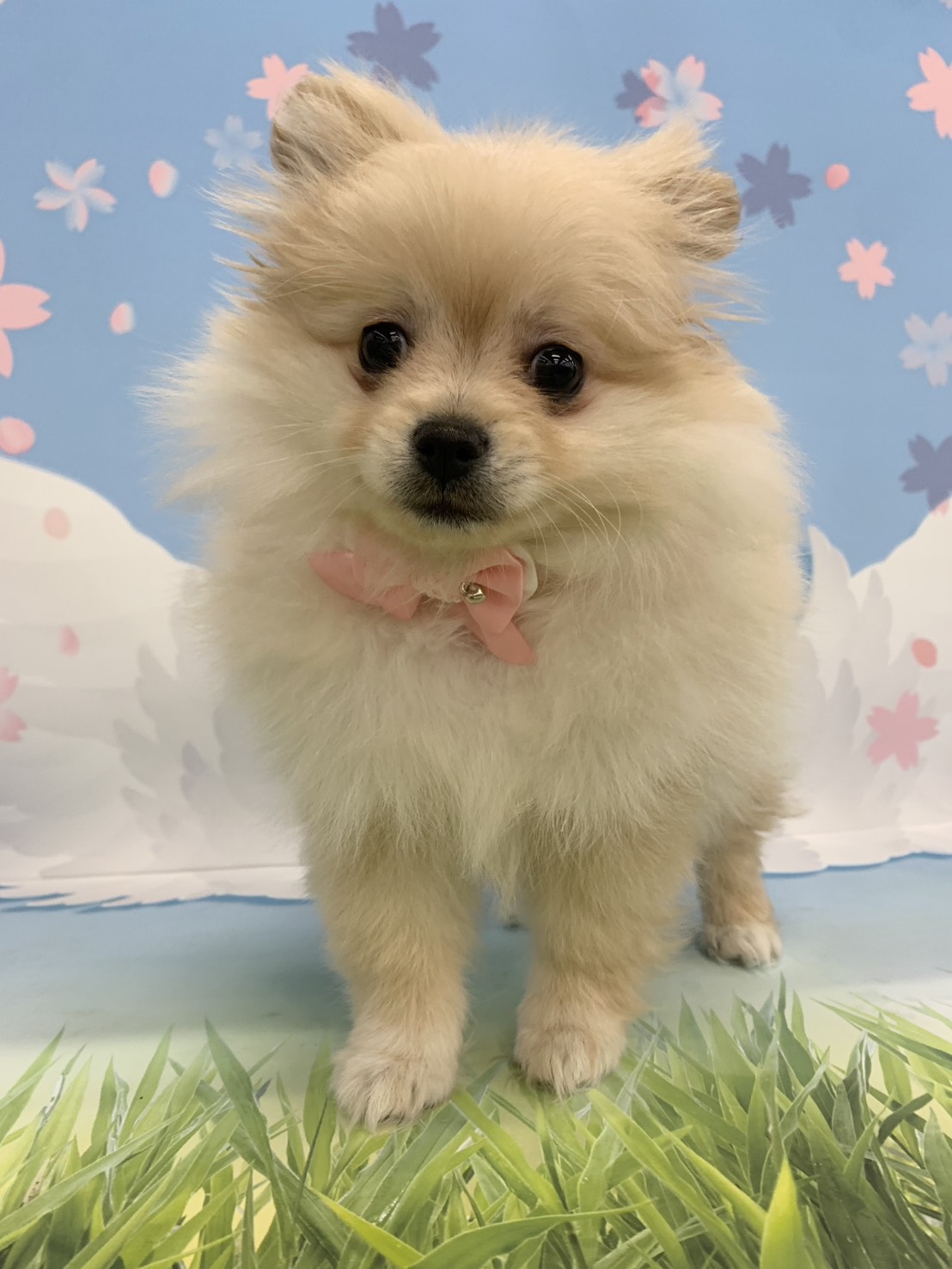 群馬県のポメラニアン (ペッツワン大泉店/2026年1月2日生まれ/女の子/クリーム)の子犬の1枚目の画像