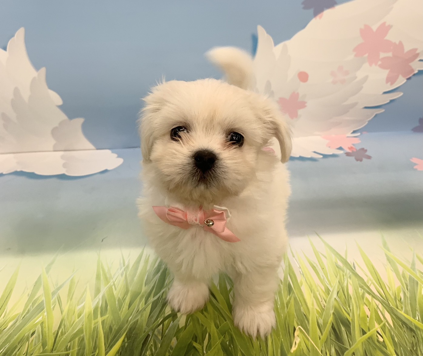 群馬県のハーフ犬・ミックス犬 (ペッツワン大泉店/2026年1月8日生まれ/女の子/ホワイト)の子犬