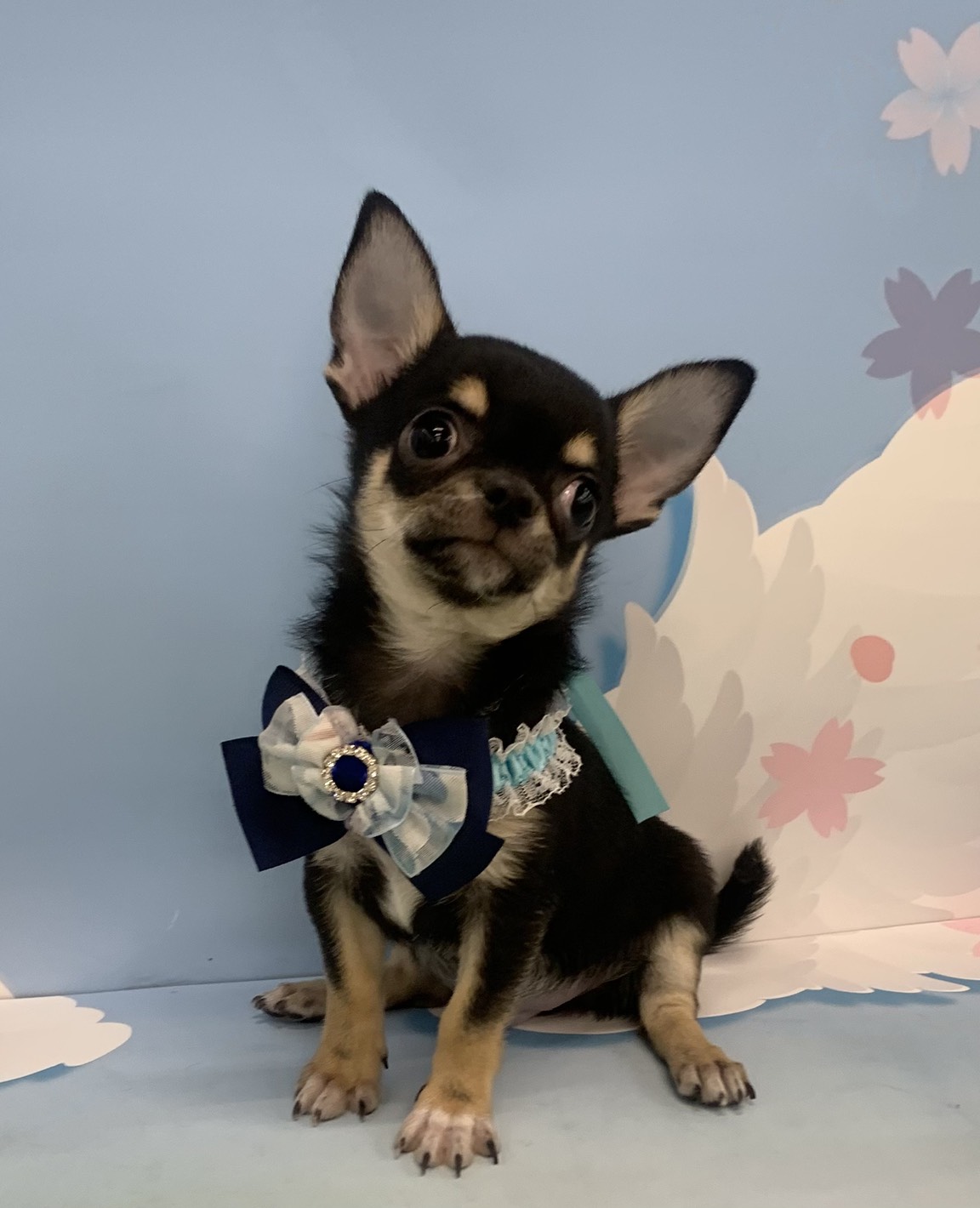 群馬県のチワワ(ロング) (ペッツワン大泉店/2025年12月27日生まれ/男の子/ブラックタンホワイト)の子犬