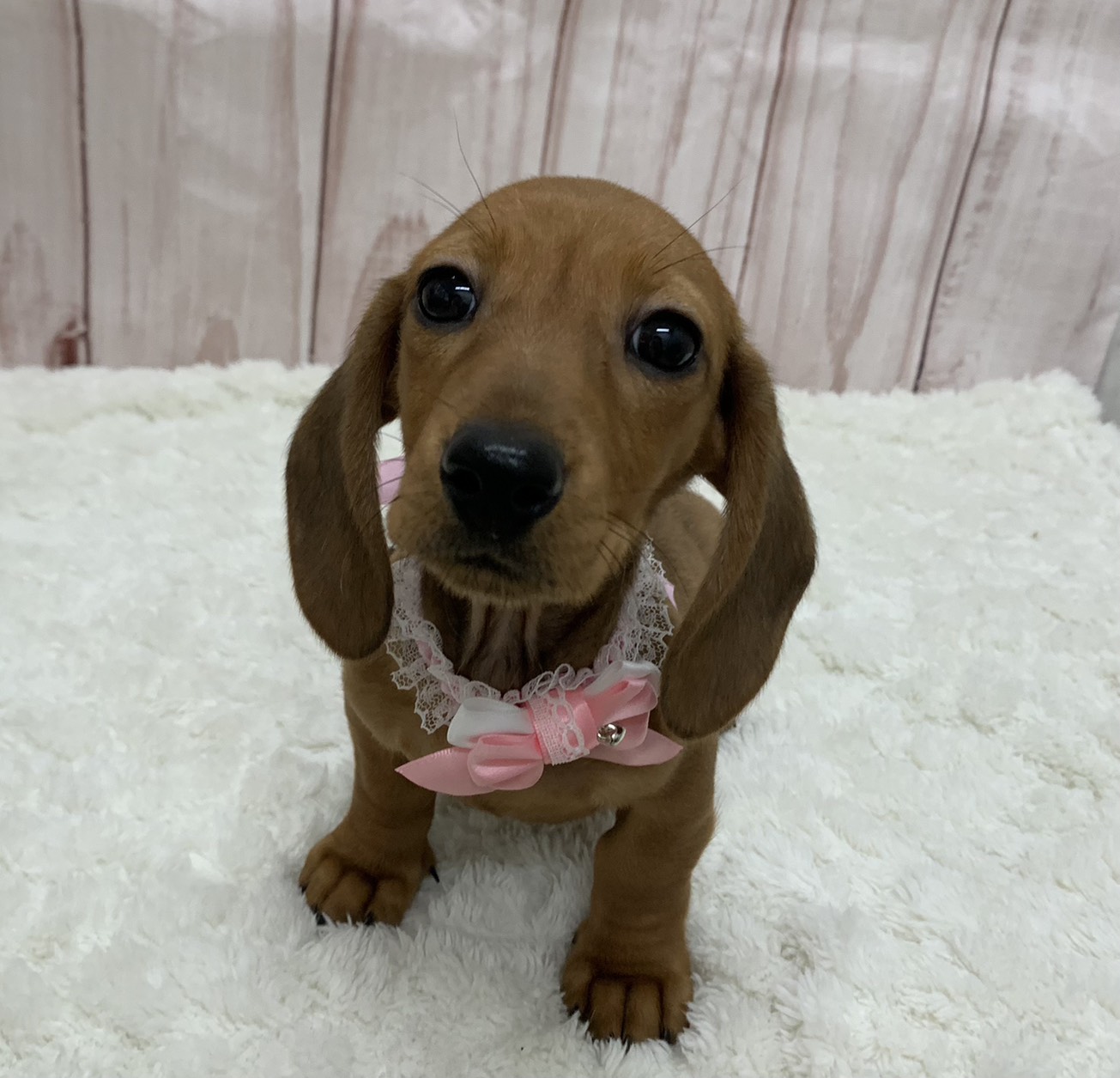 群馬県のミニチュアダックスフンド(ロング) (ペッツワン大泉店/2026年1月3日生まれ/女の子/レッド)の子犬の1枚目の画像