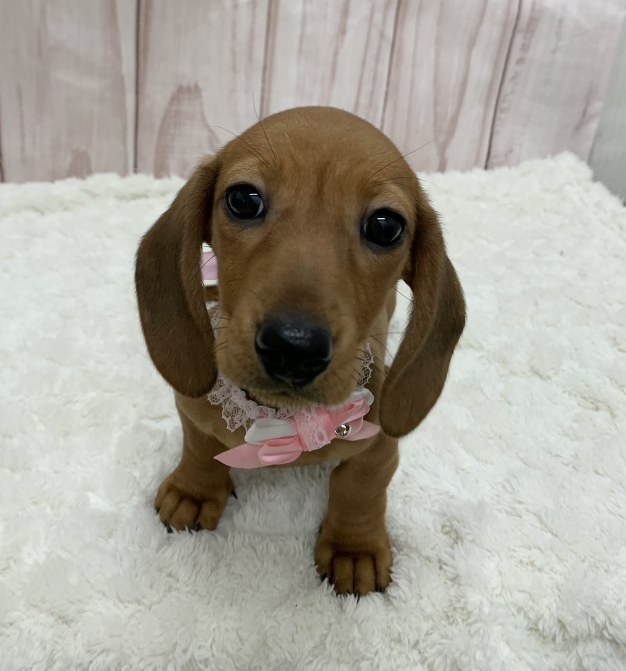 群馬県のミニチュアダックスフンド(ロング) (ペッツワン大泉店/2026年1月3日生まれ/女の子/レッド)の子犬の3枚目の画像