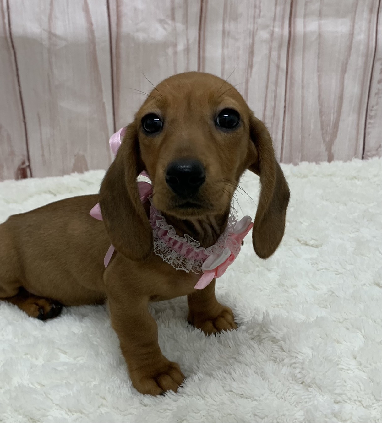 群馬県のミニチュアダックスフンド(ロング) (ペッツワン大泉店/2026年1月3日生まれ/女の子/レッド)の子犬の2枚目の画像