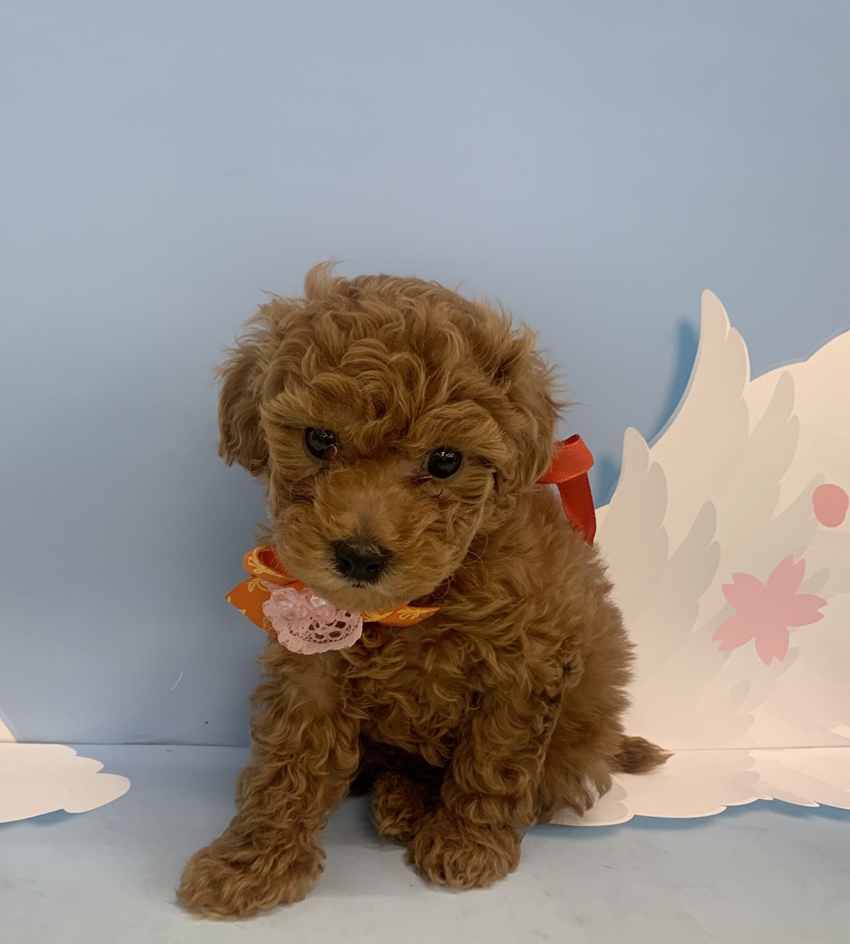 群馬県のトイプードル(トイ) (ペッツワン大泉店/2026年1月23日生まれ/女の子/レッド)の子犬