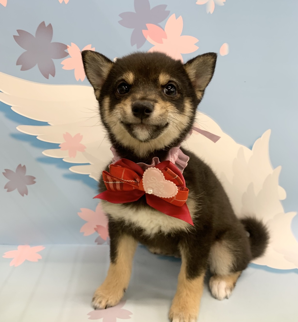 群馬県の柴犬(標準サイズ) (ペッツワン大泉店/2025年12月15日生まれ/女の子/黒)の子犬の3枚目の画像