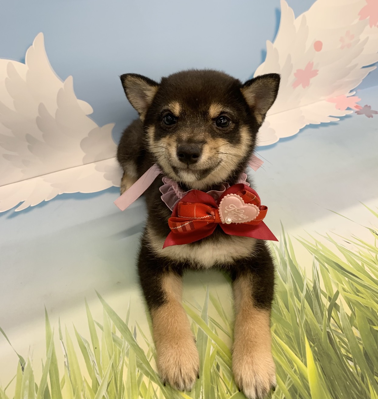 群馬県の柴犬(標準サイズ) (ペッツワン大泉店/2025年12月15日生まれ/女の子/黒)の子犬の2枚目の画像