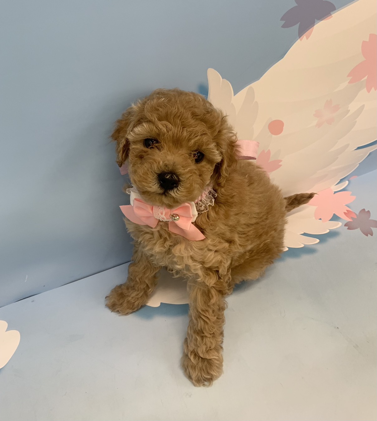 群馬県のトイプードル(トイ) (ペッツワン大泉店/2026年1月24日生まれ/女の子/アプリコット)の子犬