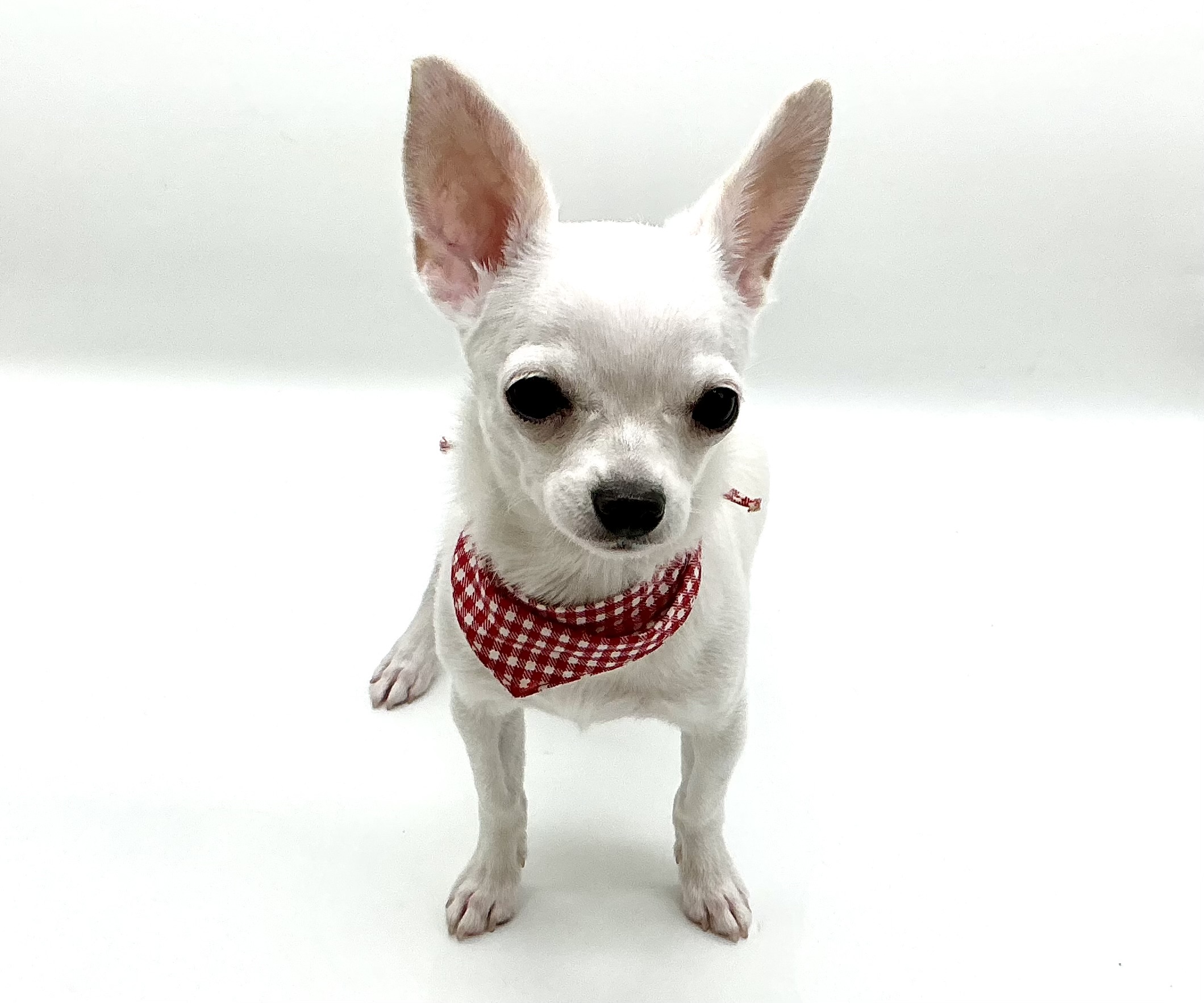 埼玉県のチワワ(ロング) (ペッツワン鶴ヶ島店/2025年9月6日生まれ/女の子/クリーム)の子犬