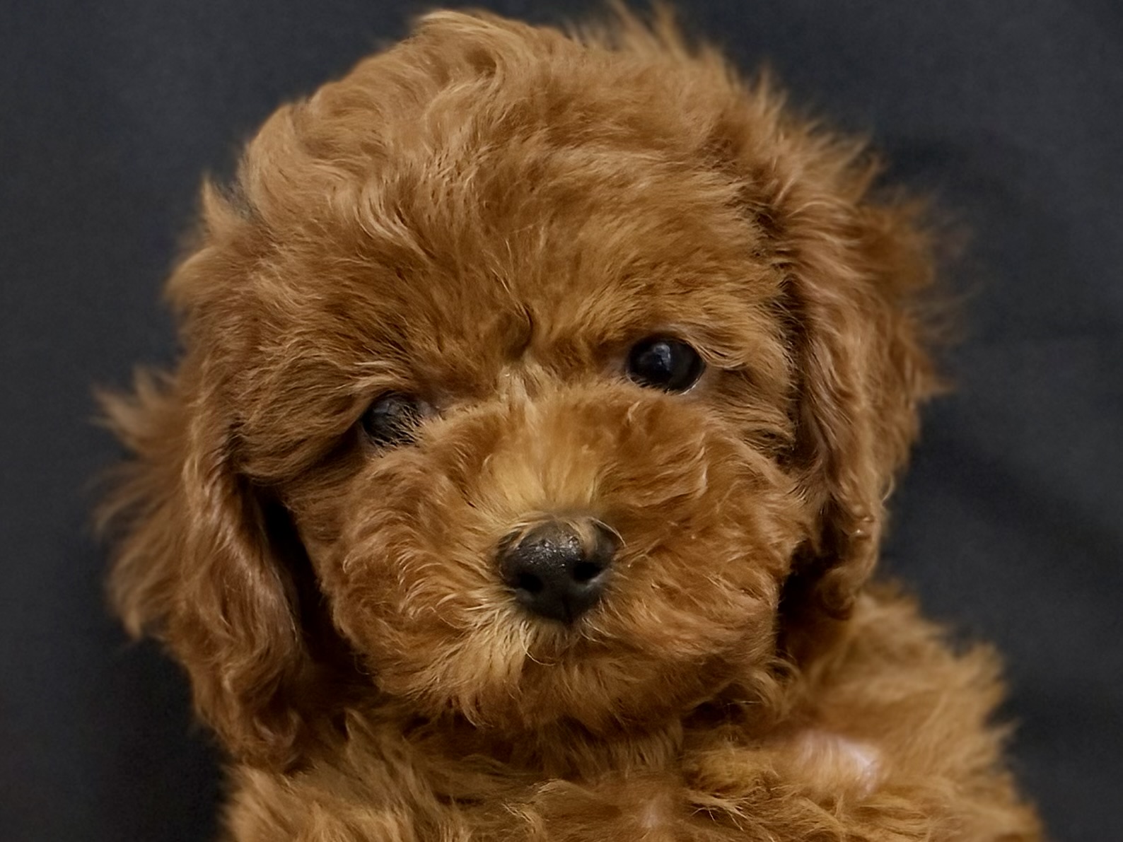 愛知県のトイプードル(トイ) (ペッツワン名古屋堀田店/2026年1月23日生まれ/男の子/レッドフォーン)の子犬