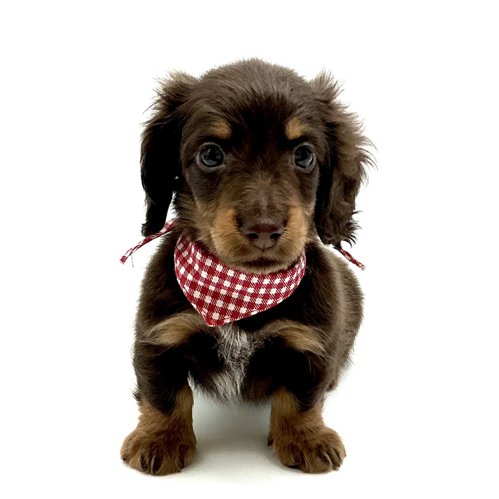 埼玉県のカニンヘンダックスフンド(ロング) (ペッツワン鶴ヶ島店/2026年1月27日生まれ/男の子/チョコレートタン)の子犬