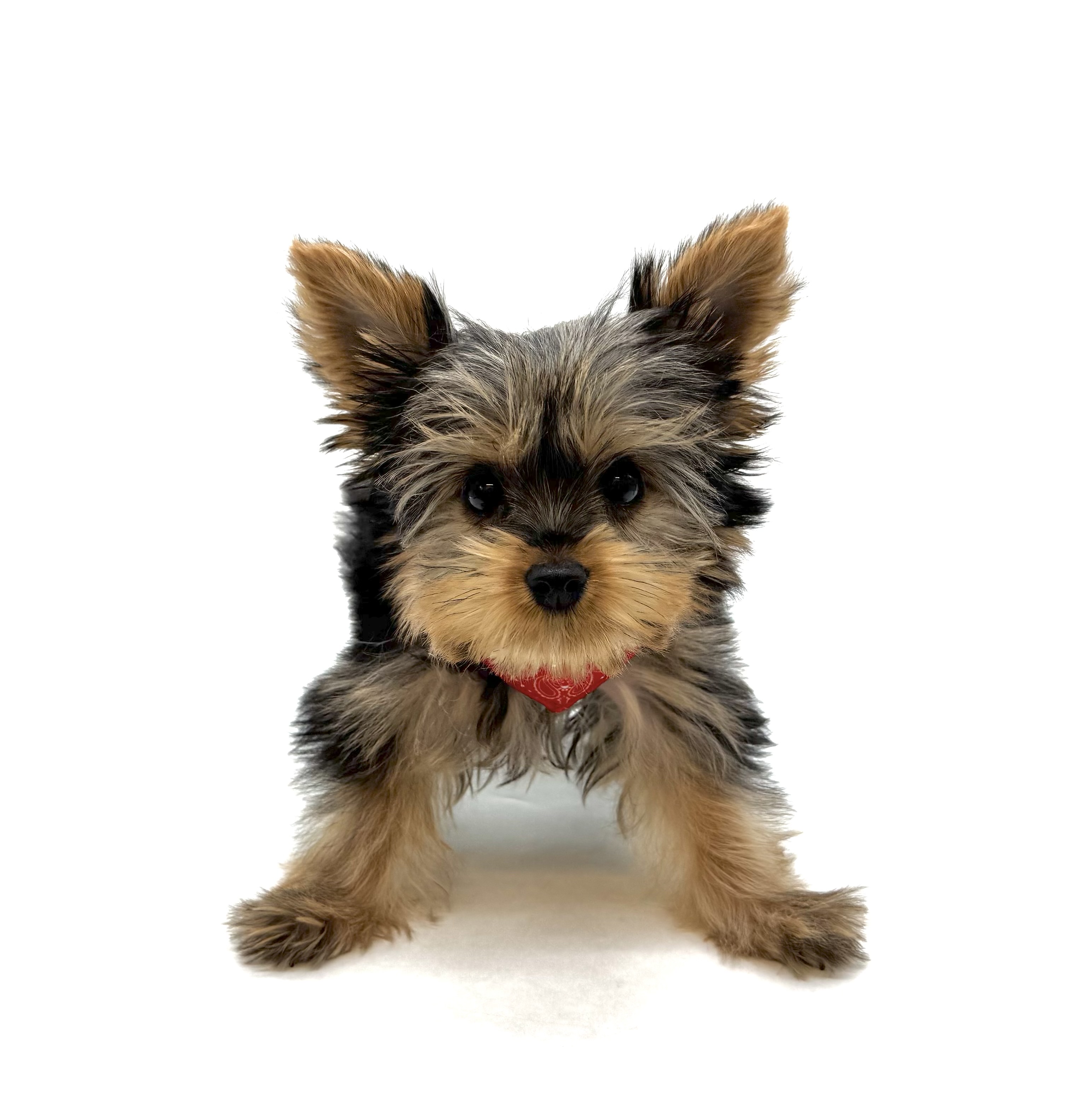 埼玉県のヨークシャーテリア (ペッツワン深谷川本店/2025年11月23日生まれ/女の子/スチールブルータン)の子犬