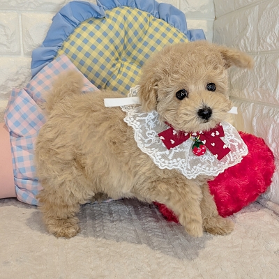 京都府のトイプードル(トイ) (ペッツワン亀岡店/2026年1月26日生まれ/女の子/ペールフォーン)の子犬の3枚目の画像