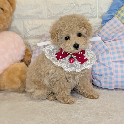 京都府のトイプードル(トイ) (ペッツワン亀岡店/2026年1月26日生まれ/女の子/ペールフォーン)の子犬の2枚目の画像