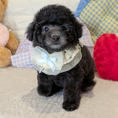 京都府のトイプードル(トイ) (ペッツワン亀岡店/2026年1月29日生まれ/男の子/グレー)の子犬の3枚目の画像