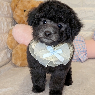 京都府のトイプードル(トイ) (ペッツワン亀岡店/2026年1月29日生まれ/男の子/グレー)の子犬の1枚目の画像