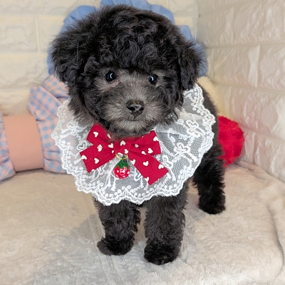 京都府のトイプードル(トイ) (ペッツワン亀岡店/2026年1月29日生まれ/男の子/グレー)の子犬の2枚目の画像