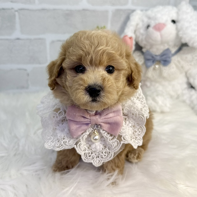 大阪府のトイプードル(トイ) (ペッツワン高槻店/2026年1月17日生まれ/女の子/オレンジフォーン)の子犬の1枚目の画像