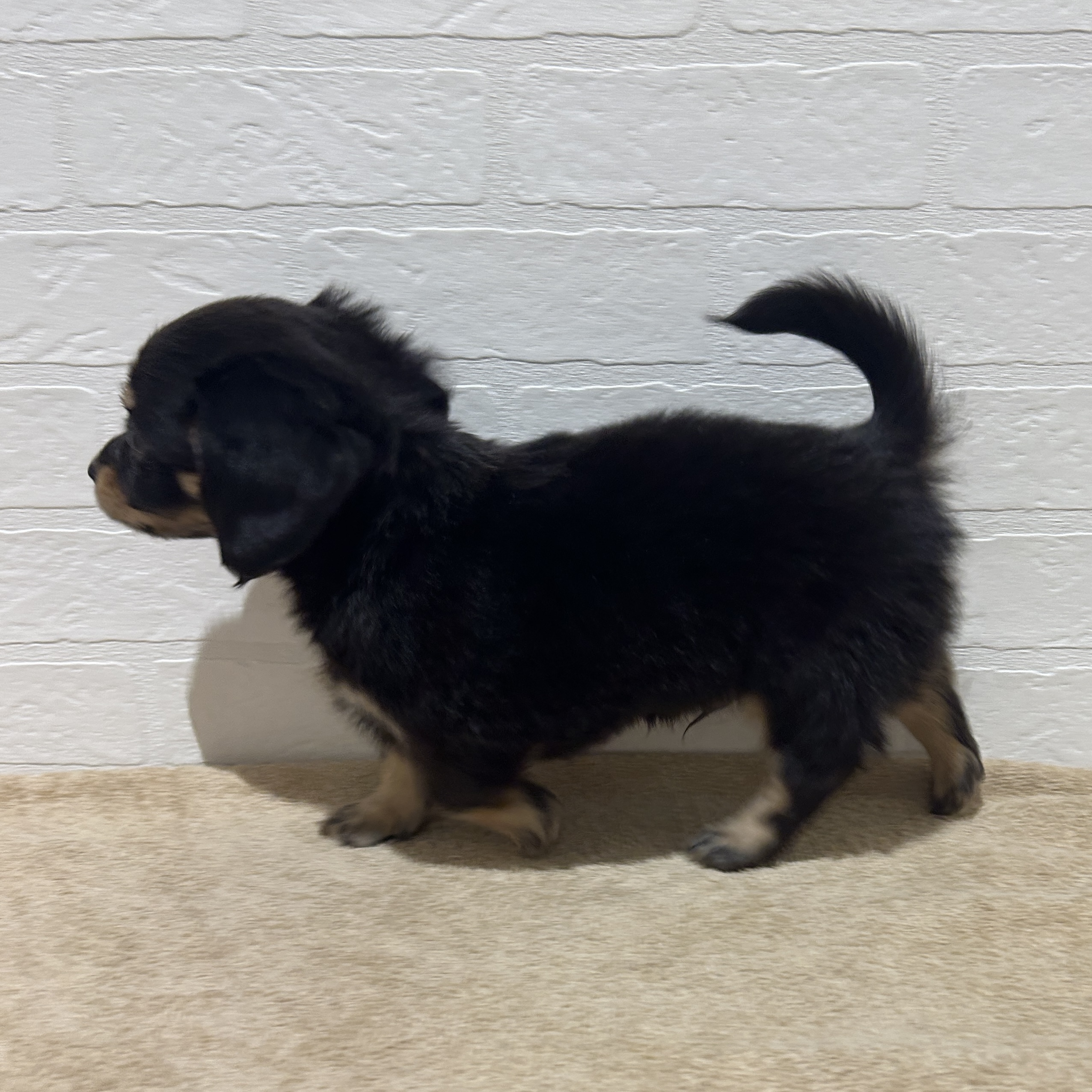 愛知県のハーフ犬・ミックス犬 (ペッツワン常滑店/2025年11月8日生まれ/男の子/ブラックタンクリーム)の子犬の3枚目の画像