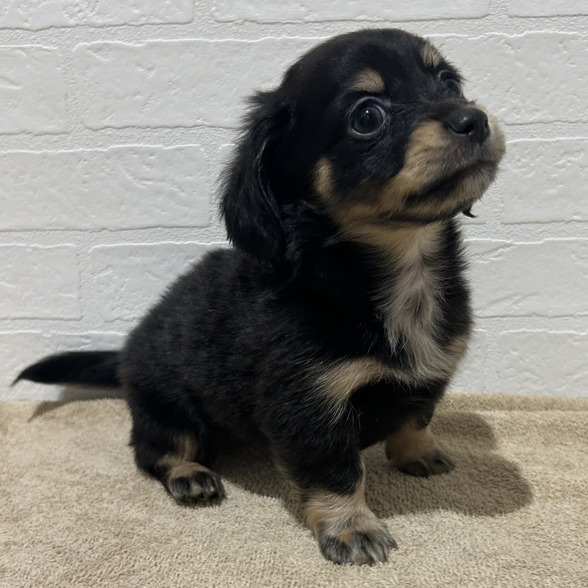 愛知県のハーフ犬・ミックス犬 (ペッツワン常滑店/2025年11月8日生まれ/男の子/ブラックタンクリーム)の子犬の2枚目の画像