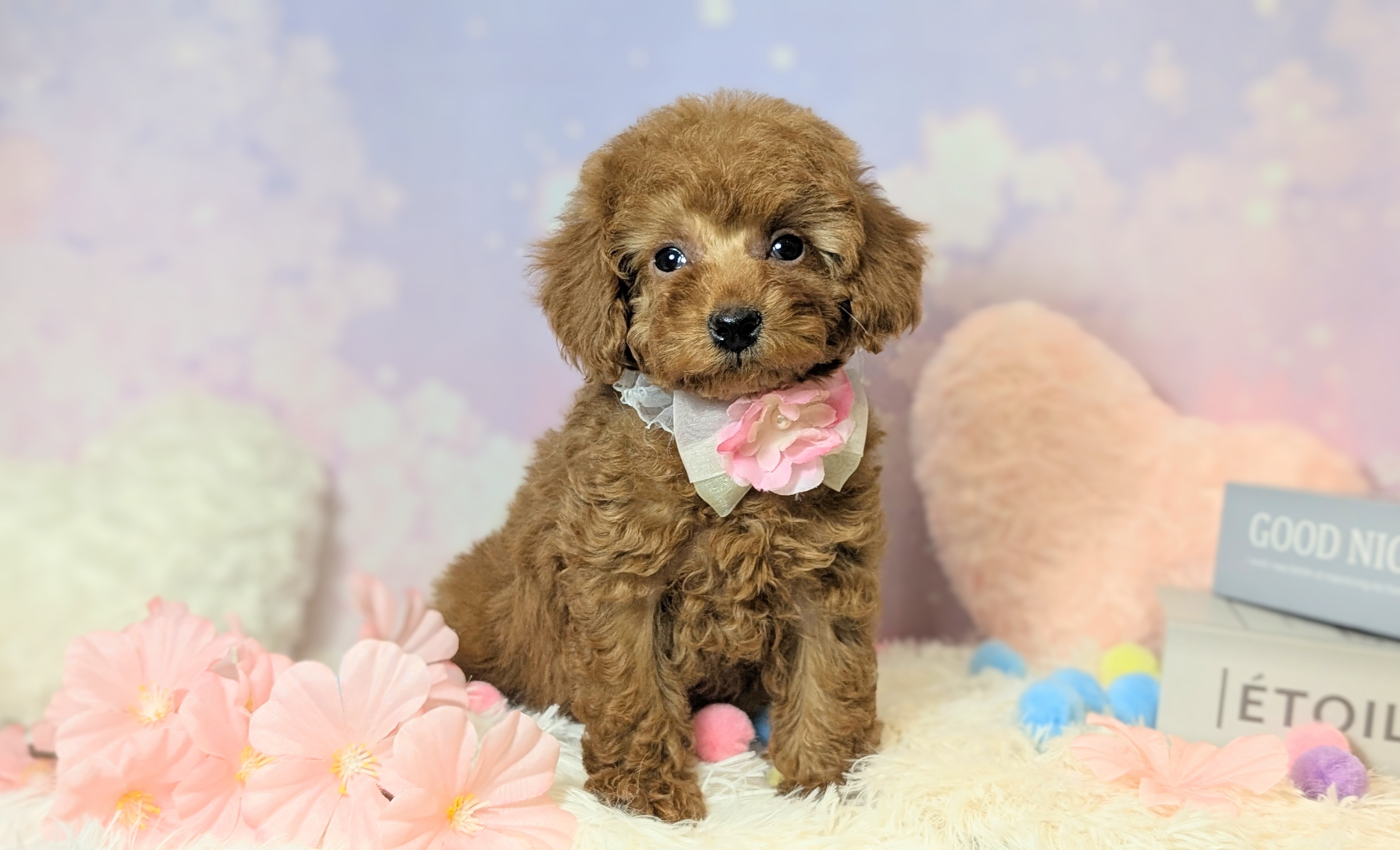 兵庫県のトイプードル(トイ) (ペッツワン神戸西神南店/2026年1月23日生まれ/女の子/レッドフォーン)の子犬の3枚目の画像