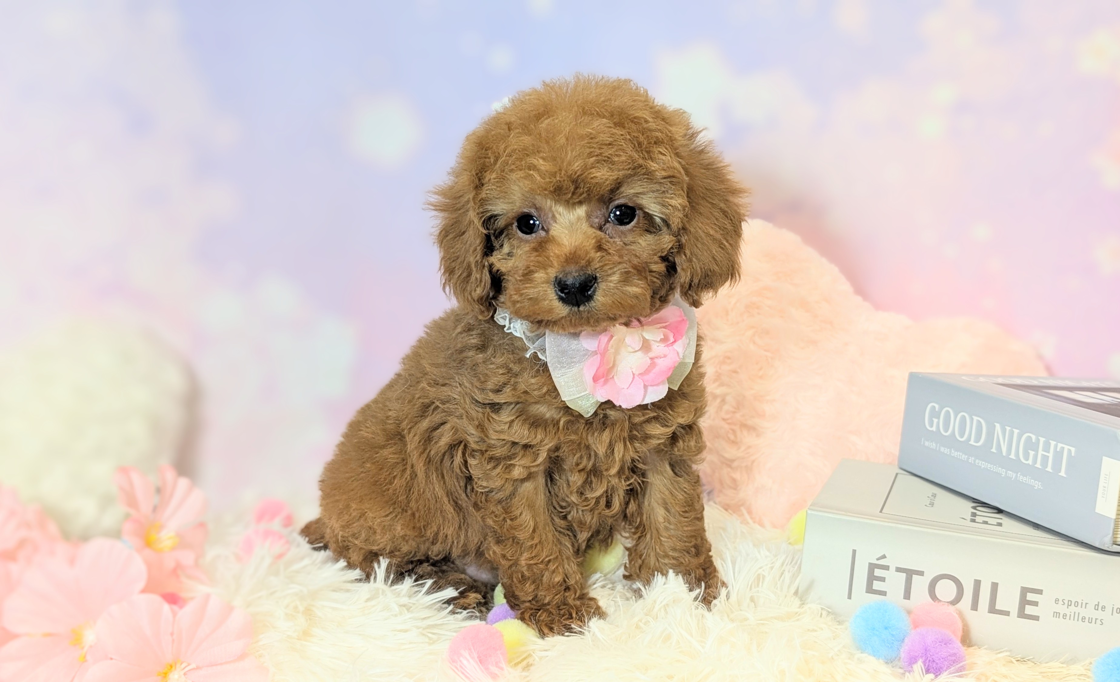 兵庫県のトイプードル(トイ) (ペッツワン神戸西神南店/2026年1月23日生まれ/女の子/レッドフォーン)の子犬の2枚目の画像