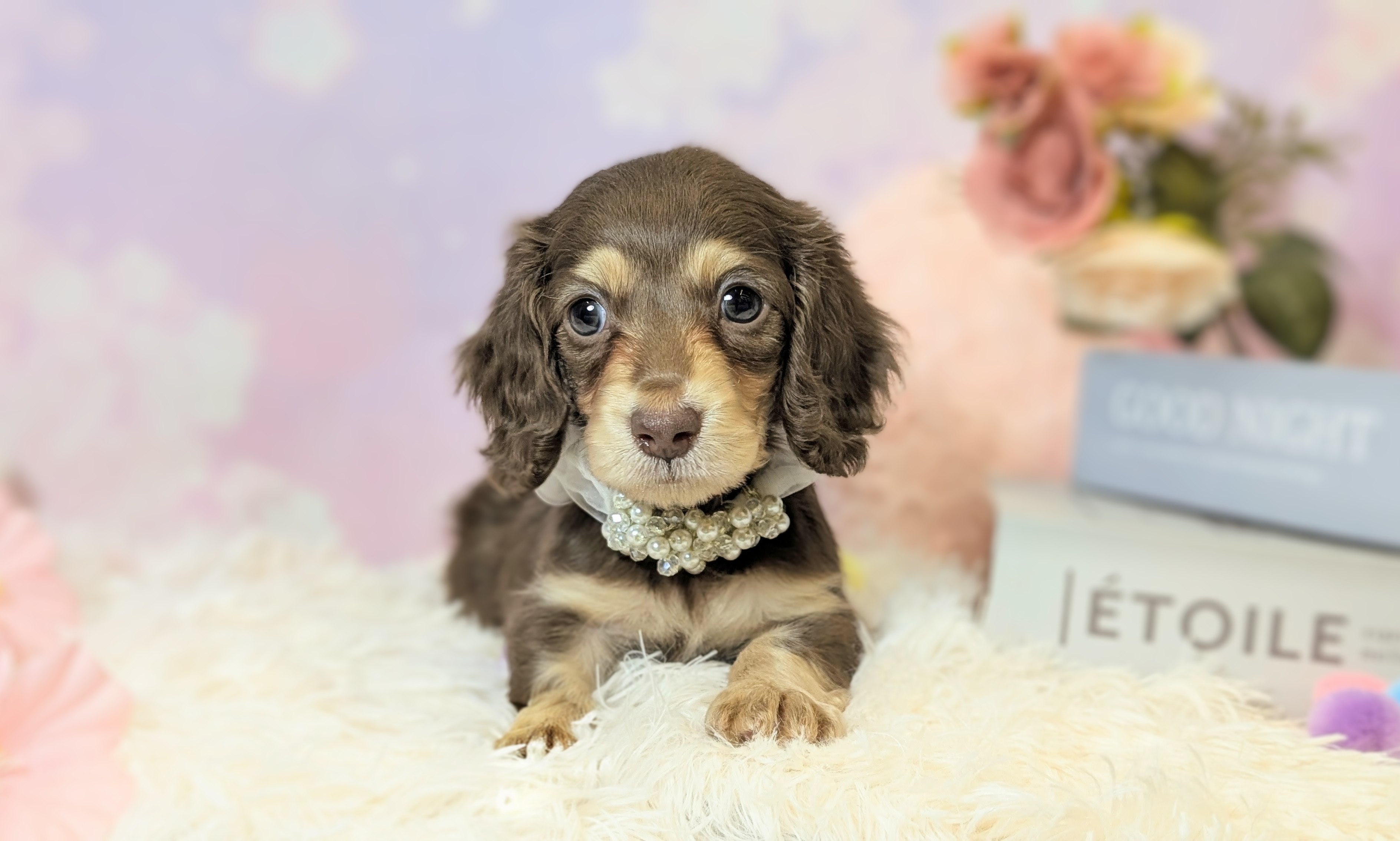 兵庫県のミニチュアダックスフンド(ロング) (ペッツワン神戸西神南店/2026年1月27日生まれ/男の子/ブラウンタン)の子犬の3枚目の画像