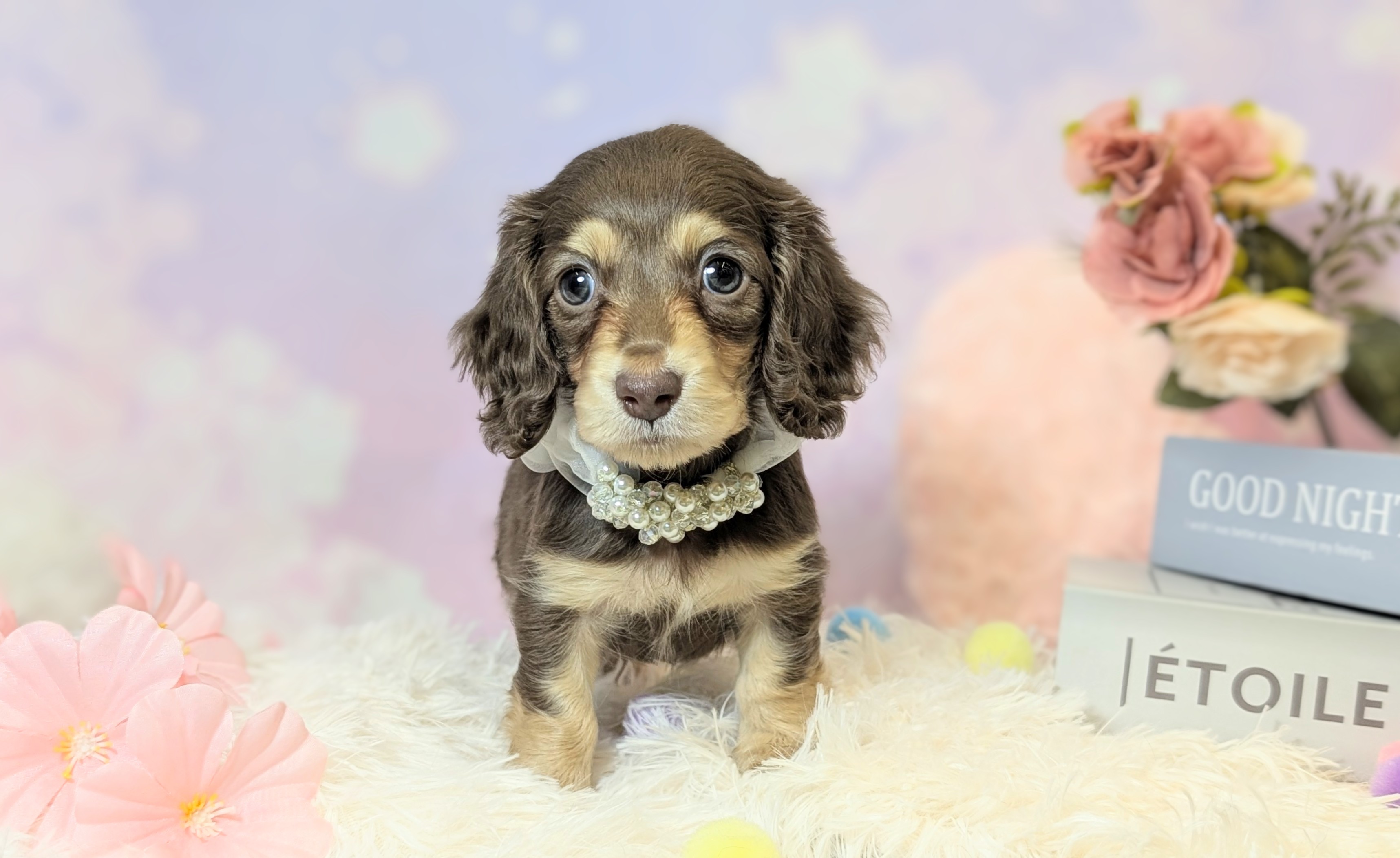 兵庫県のミニチュアダックスフンド(ロング) (ペッツワン神戸西神南店/2026年1月27日生まれ/男の子/ブラウンタン)の子犬の1枚目の画像