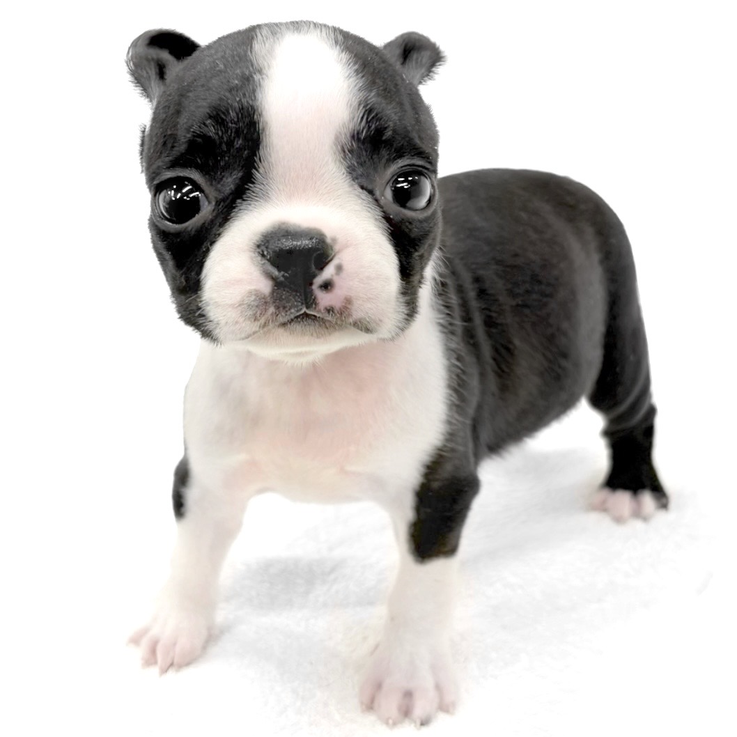 神奈川県のボストンテリア (ペッツワン城山店/2026年1月27日生まれ/女の子/ボストンカラー)の子犬
