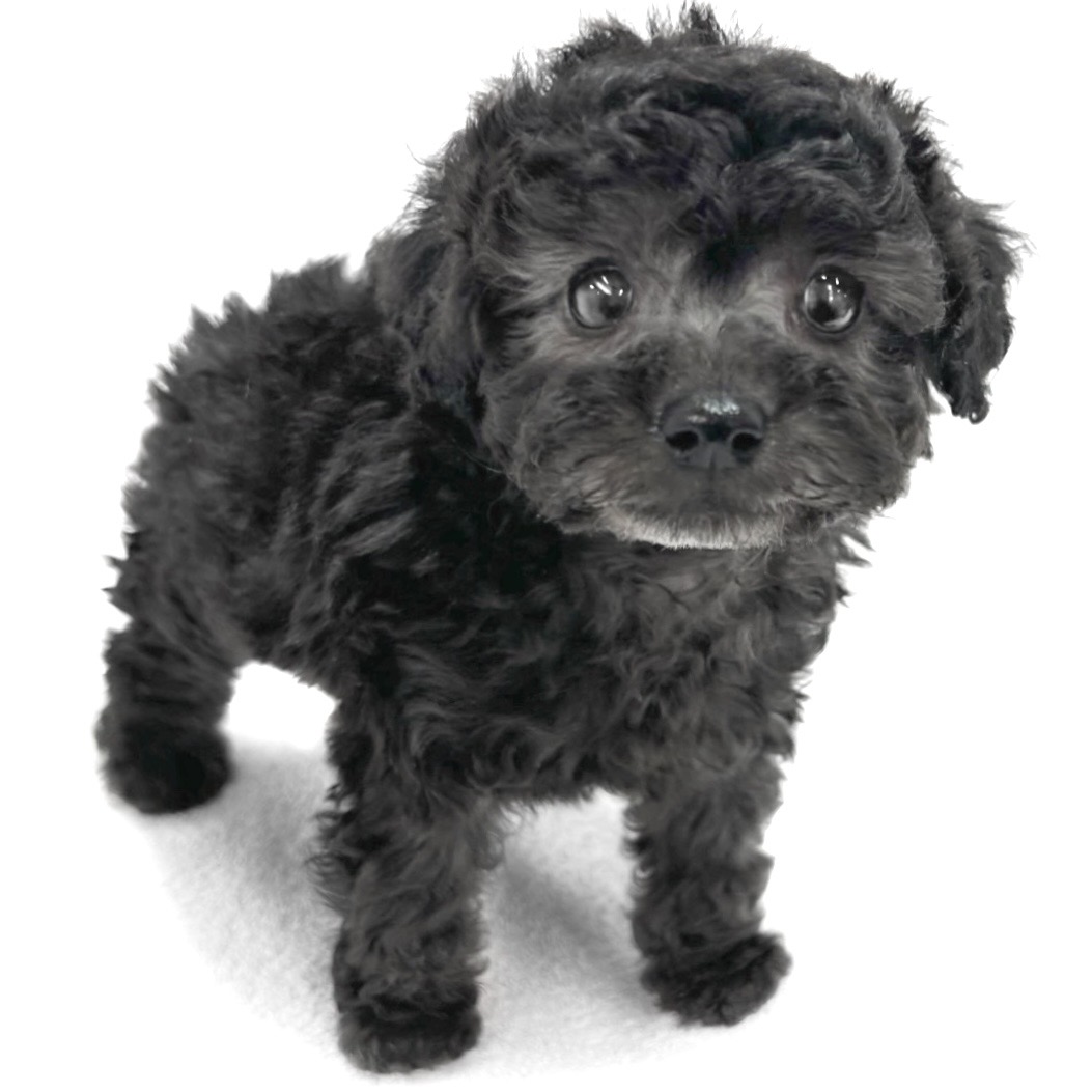 神奈川県のトイプードル(トイ) (ペッツワン城山店/2026年1月30日生まれ/女の子/シルバー)の子犬