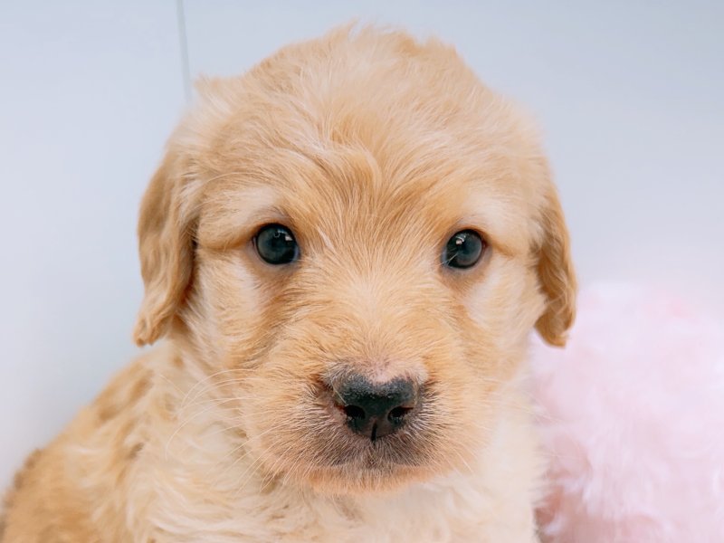 愛知県のハーフ犬・ミックス犬 (ペッツワン小牧店/2026年2月1日生まれ/男の子/その他色)の子犬