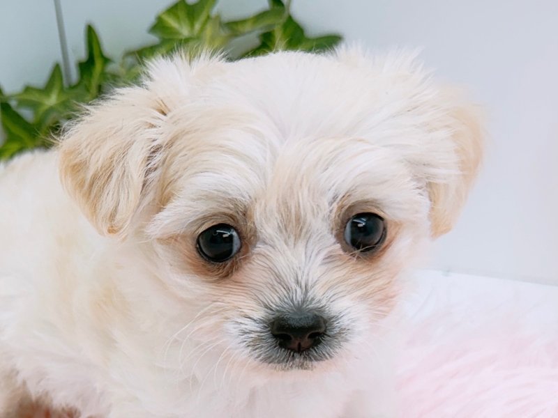 愛知県のハーフ犬・ミックス犬 (ペッツワン小牧店/2026年1月31日生まれ/女の子/クリーム)の子犬