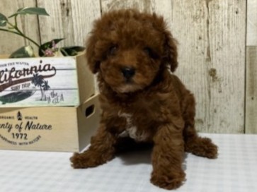 静岡県のトイプードル(トイ) (ペッツワン浜松都田テクノ店/2026年1月26日生まれ/男の子/レッド)の子犬