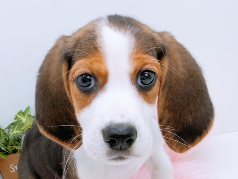 愛知県のハーフ犬・ミックス犬 (ペッツワン小牧店/2026年1月26日生まれ/男の子/その他色)の子犬