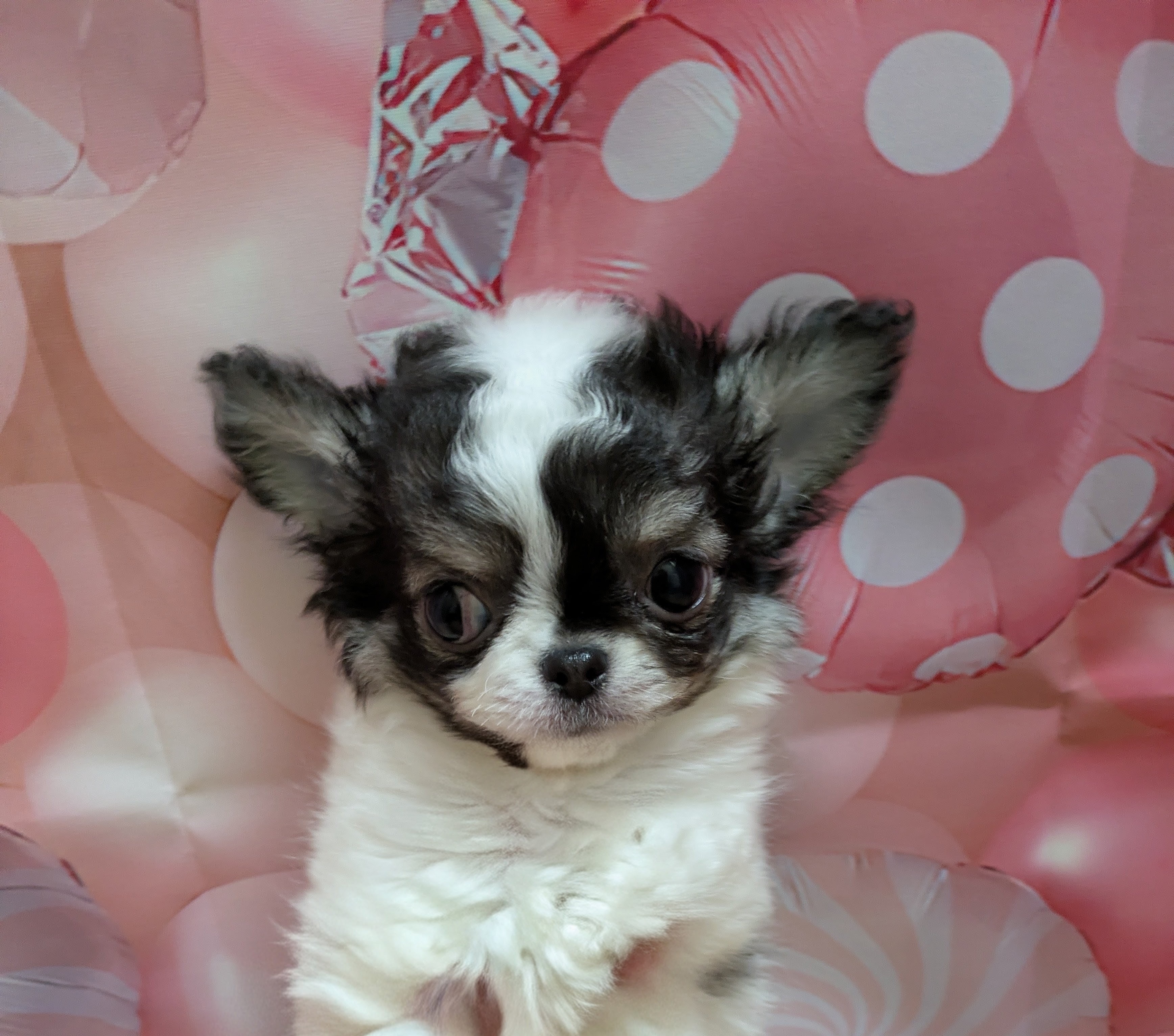 岡山県のチワワ(ロング) (ペッツワンFC津山店/2026年1月25日生まれ/男の子/ブラックタンホワイト)の子犬