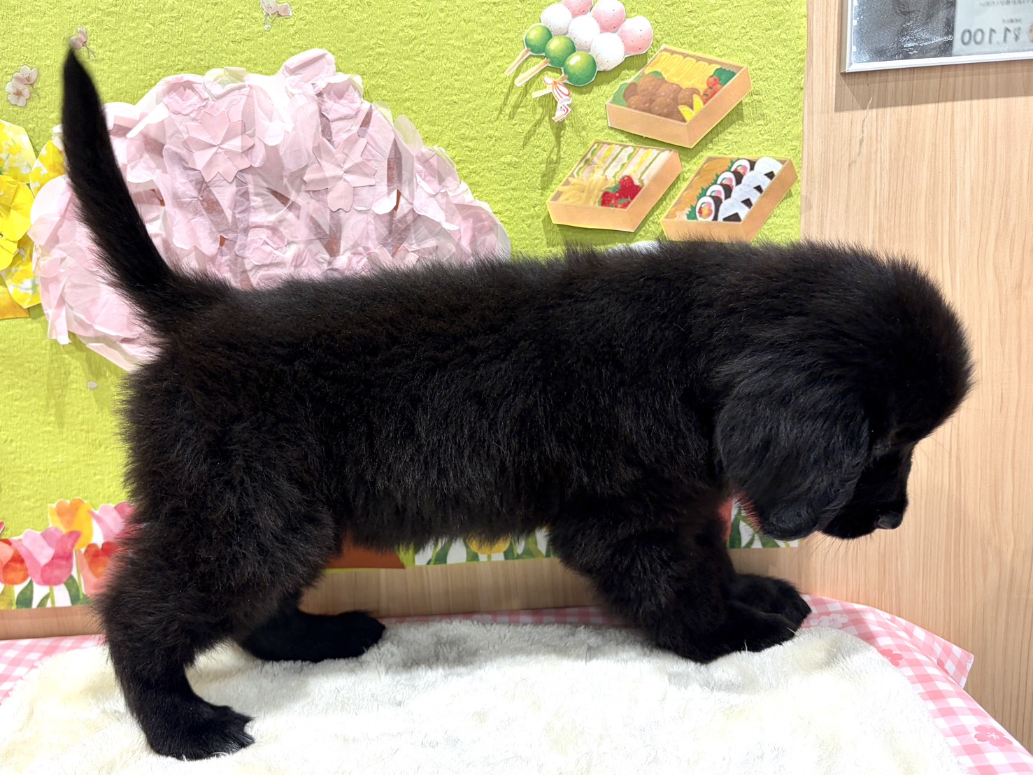 福島県のニューファンドランド (ペッツワン会津若松店/2026年1月25日生まれ/女の子/ブラックホワイト)の子犬の3枚目の画像