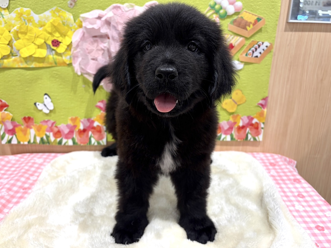 福島県のニューファンドランド (ペッツワン会津若松店/2026年1月25日生まれ/女の子/ブラックホワイト)の子犬の1枚目の画像