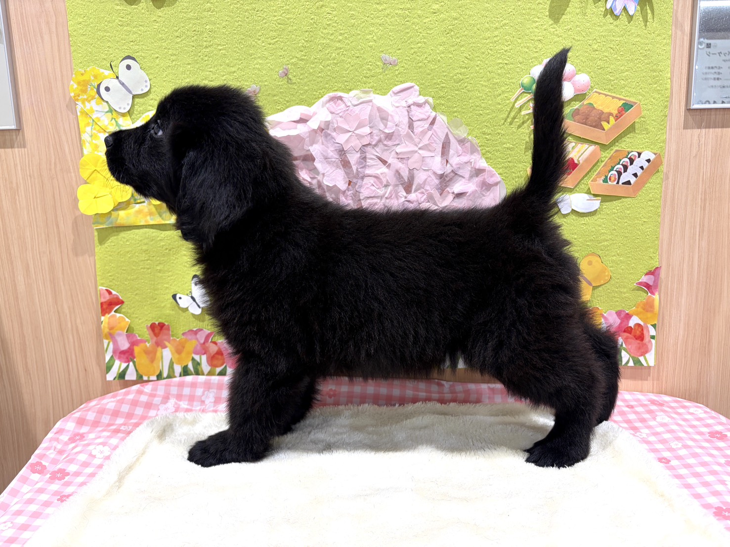 福島県のニューファンドランド (ペッツワン会津若松店/2026年1月25日生まれ/女の子/ブラックホワイト)の子犬の2枚目の画像