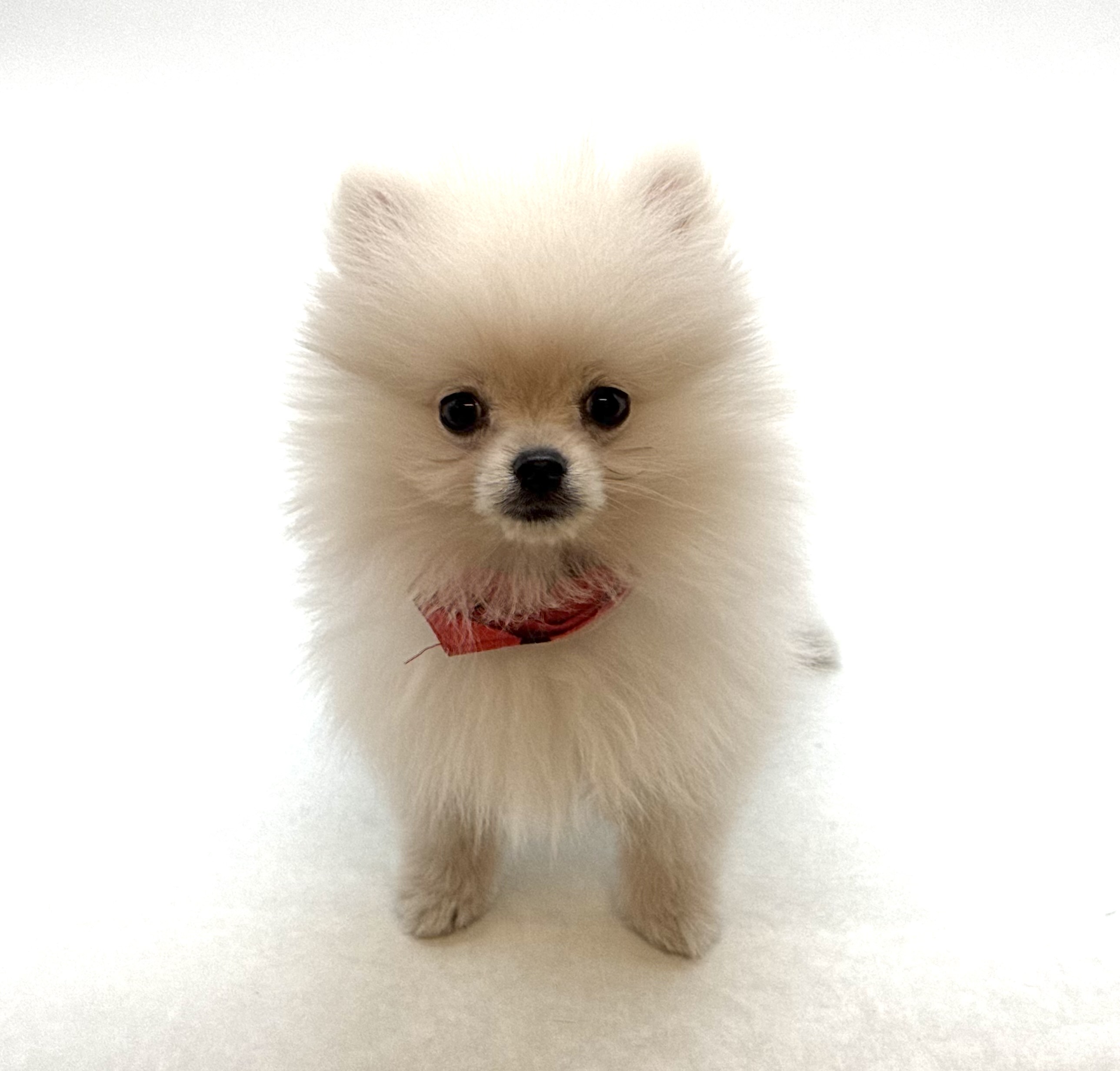 埼玉県のポメラニアン (ペッツワン深谷川本店/2025年12月9日生まれ/男の子/クリーム)の子犬の2枚目の画像