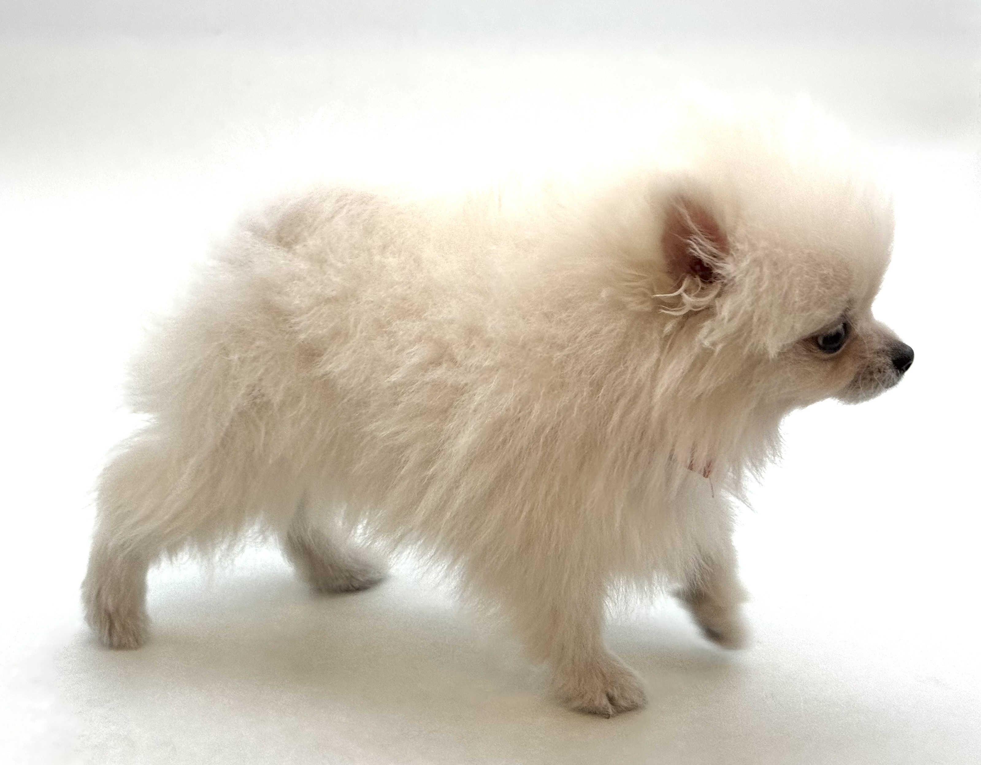 埼玉県のポメラニアン (ペッツワン深谷川本店/2025年12月9日生まれ/男の子/クリーム)の子犬の3枚目の画像