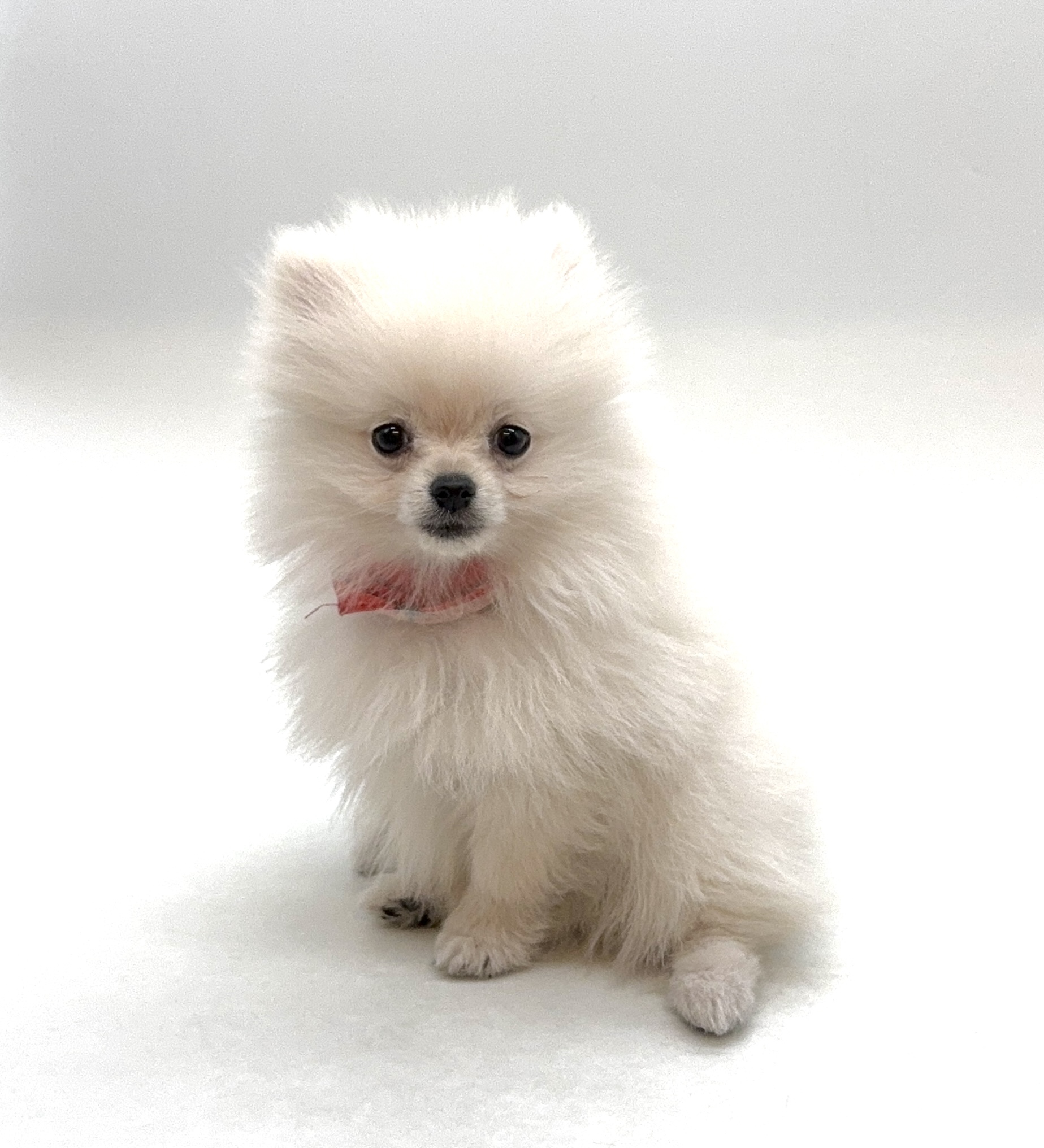 埼玉県のポメラニアン (ペッツワン深谷川本店/2025年12月9日生まれ/男の子/クリーム)の子犬の1枚目の画像