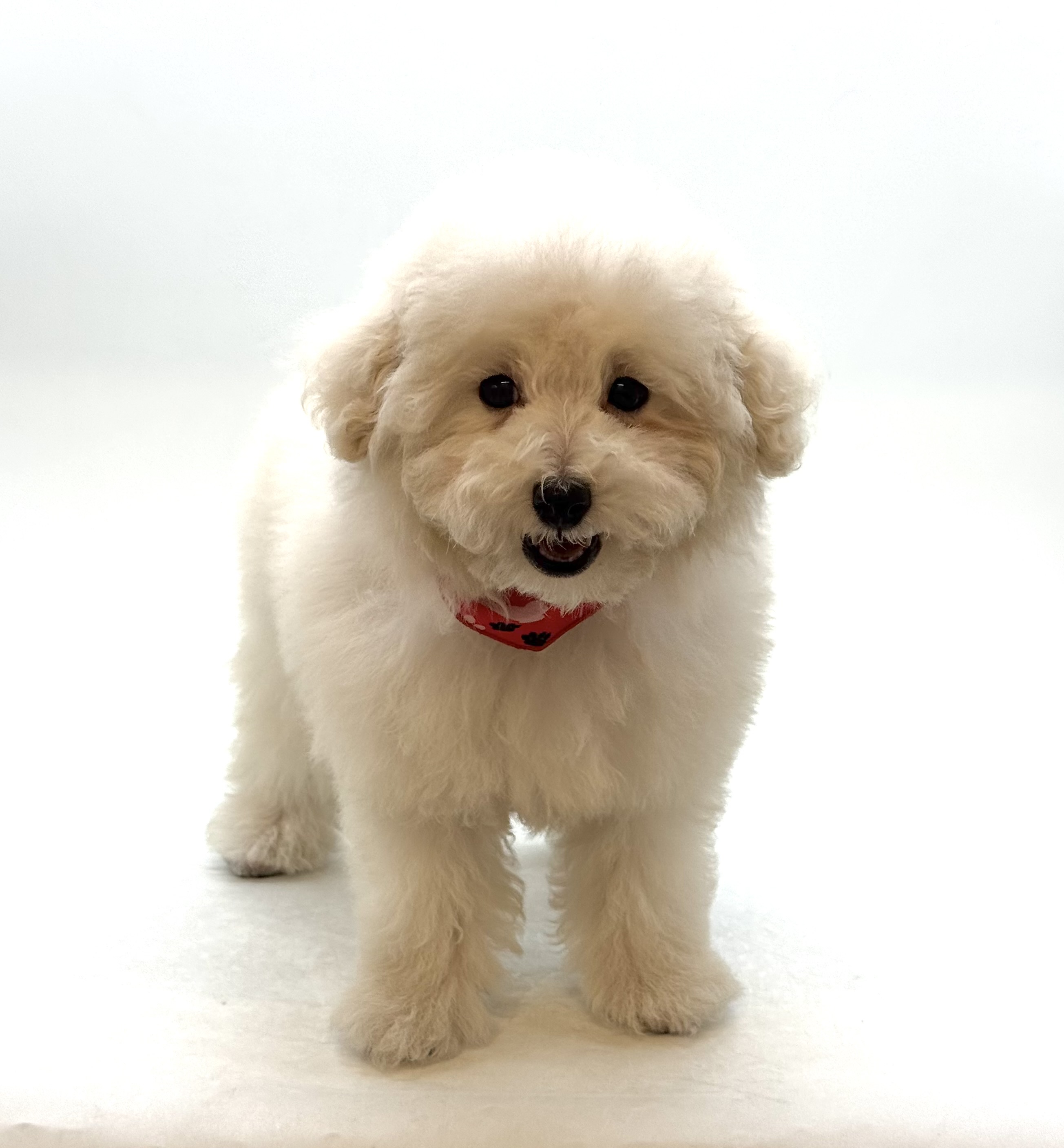 埼玉県のトイプードル(トイ) (ペッツワン深谷川本店/2025年12月7日生まれ/男の子/クリーム)の子犬の2枚目の画像