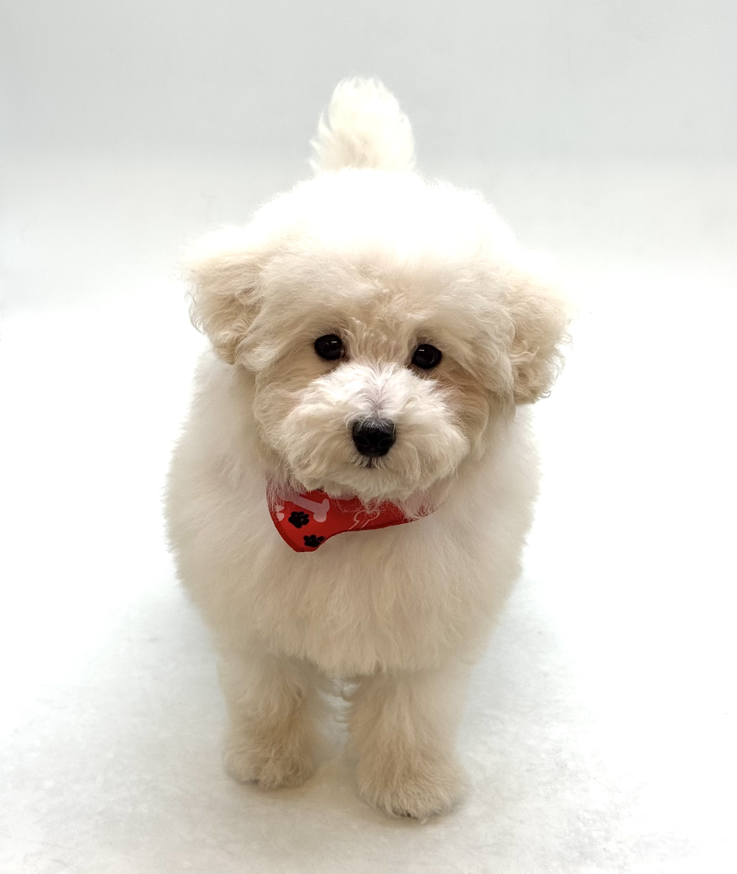 埼玉県のトイプードル(トイ) (ペッツワン深谷川本店/2025年12月7日生まれ/男の子/クリーム)の子犬の1枚目の画像