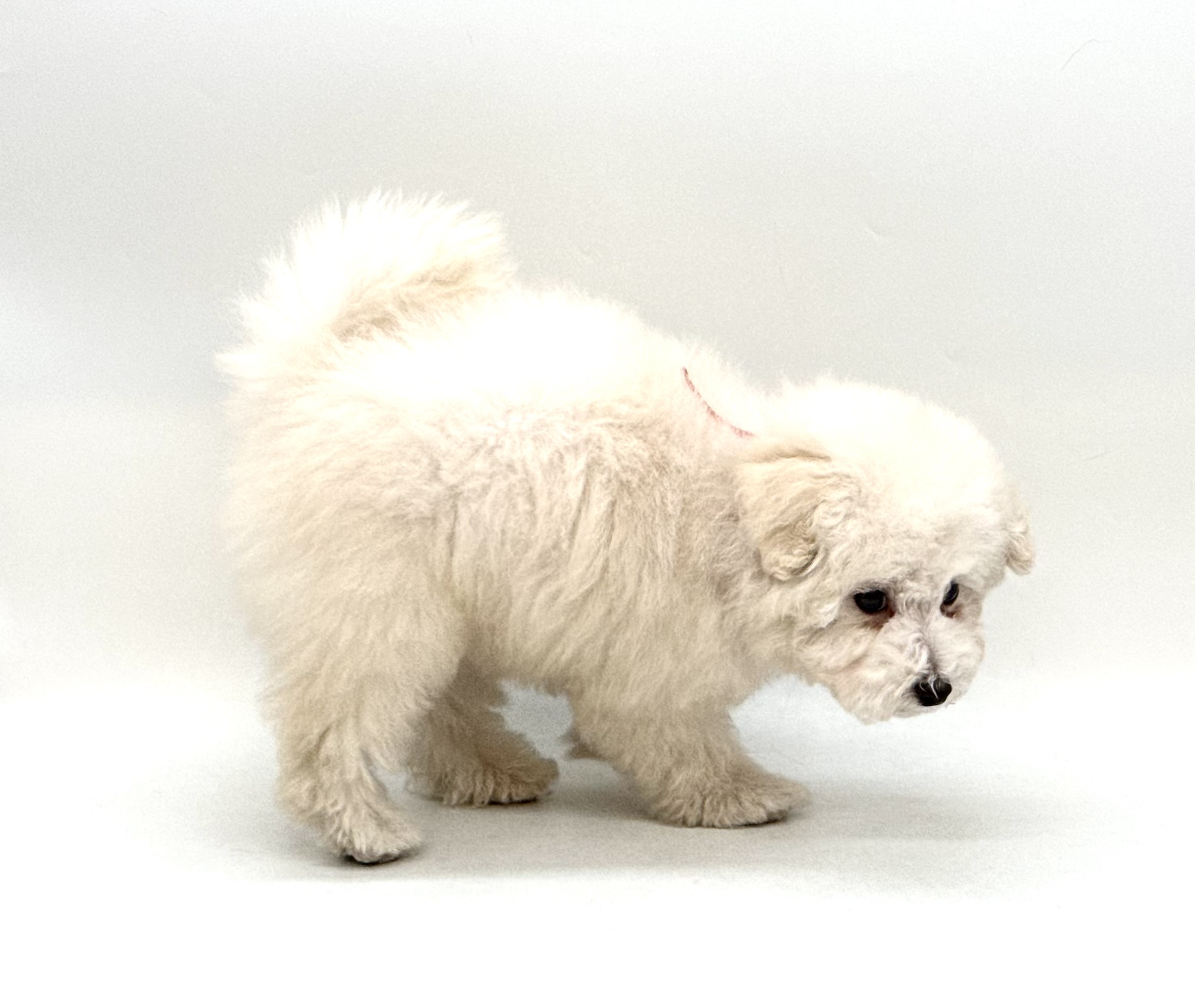 埼玉県のトイプードル(トイ) (ペッツワン深谷川本店/2025年12月7日生まれ/男の子/クリーム)の子犬の3枚目の画像