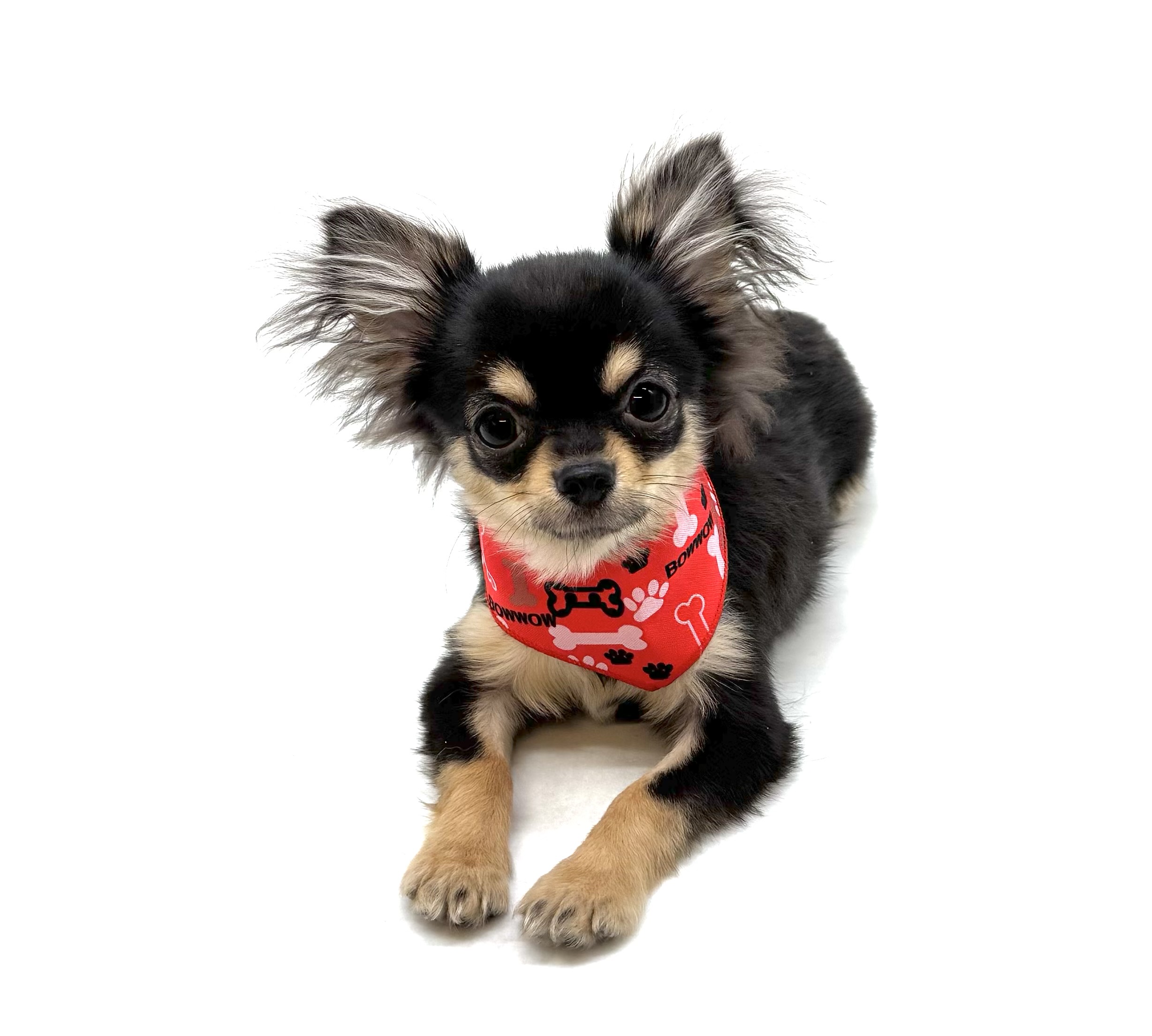 埼玉県のチワワ(ロング) (ペッツワン深谷川本店/2025年10月7日生まれ/男の子/ブラックタン)の子犬