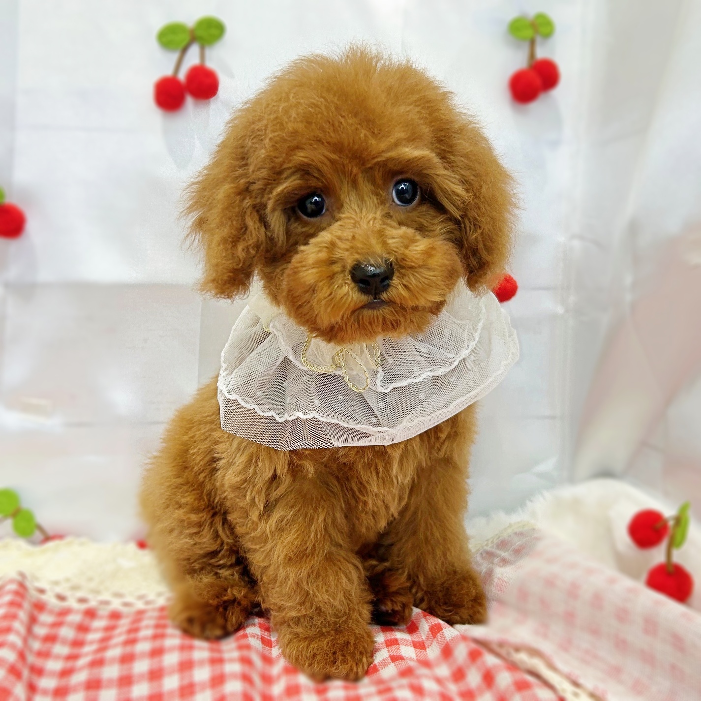 滋賀県のトイプードル(トイ) (ペッツワン堅田店/2025年12月25日生まれ/女の子/レッドフォーン)の子犬の2枚目の画像