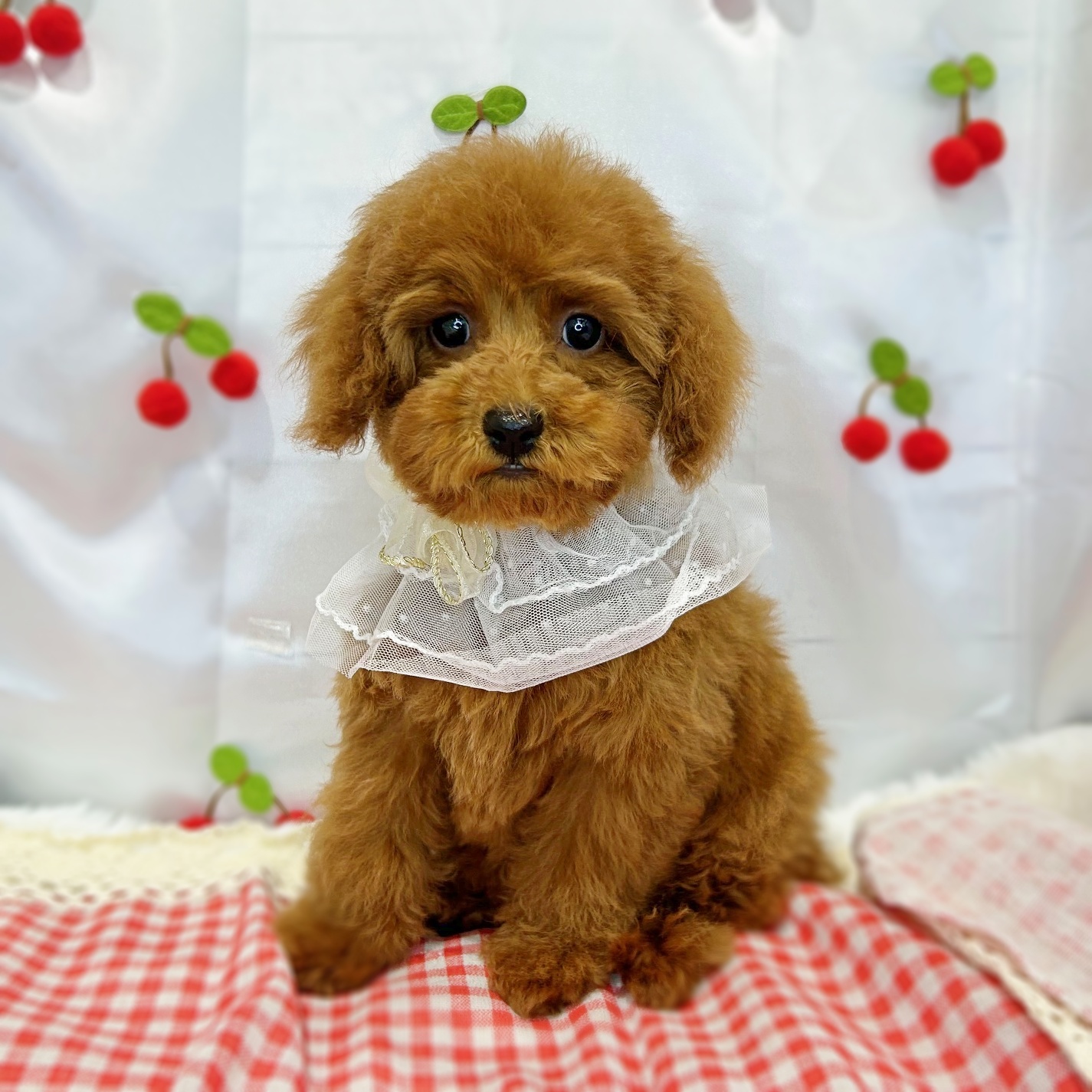 滋賀県のトイプードル(トイ) (ペッツワン堅田店/2025年12月25日生まれ/女の子/レッドフォーン)の子犬の1枚目の画像