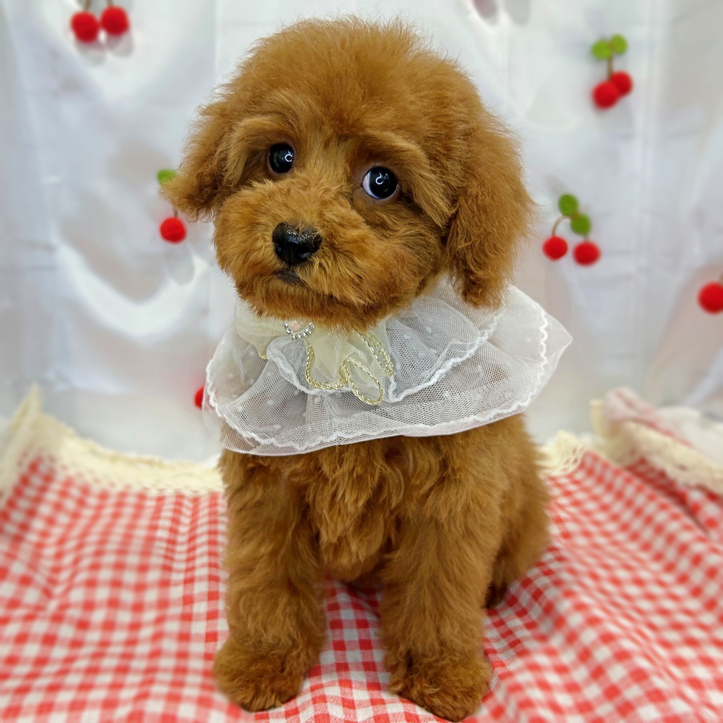 滋賀県のトイプードル(トイ) (ペッツワン堅田店/2025年12月25日生まれ/女の子/レッドフォーン)の子犬の3枚目の画像