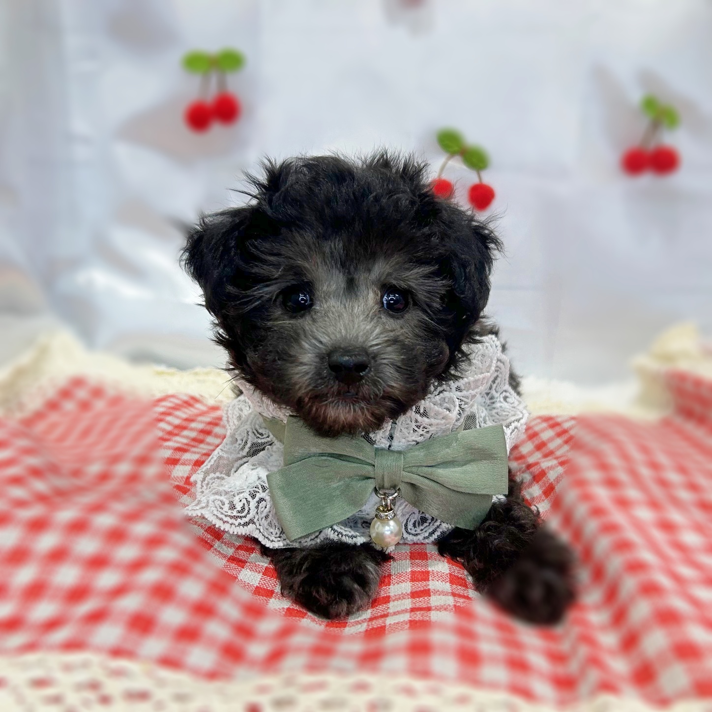 滋賀県のトイプードル(トイ) (ペッツワン堅田店/2026年1月1日生まれ/女の子/グレー)の子犬の3枚目の画像