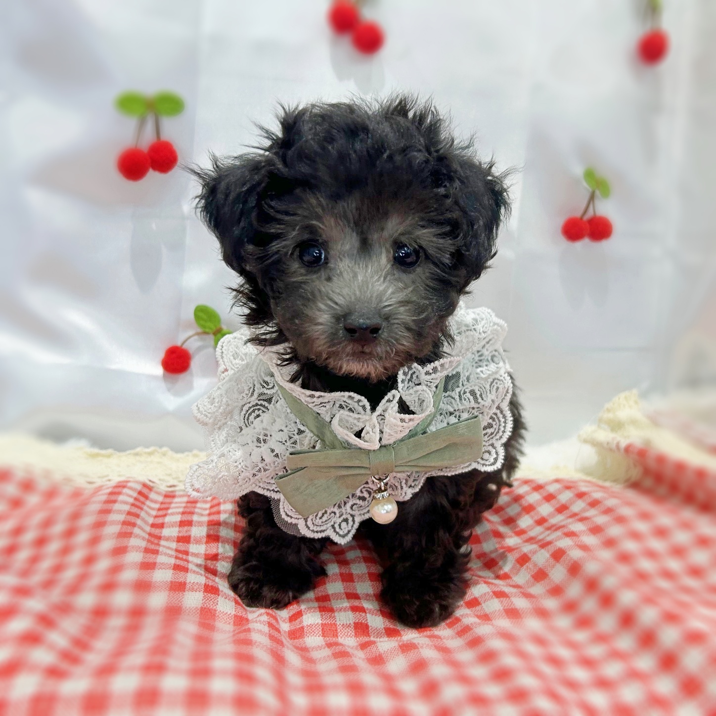 滋賀県のトイプードル(トイ) (ペッツワン堅田店/2026年1月1日生まれ/女の子/グレー)の子犬の2枚目の画像