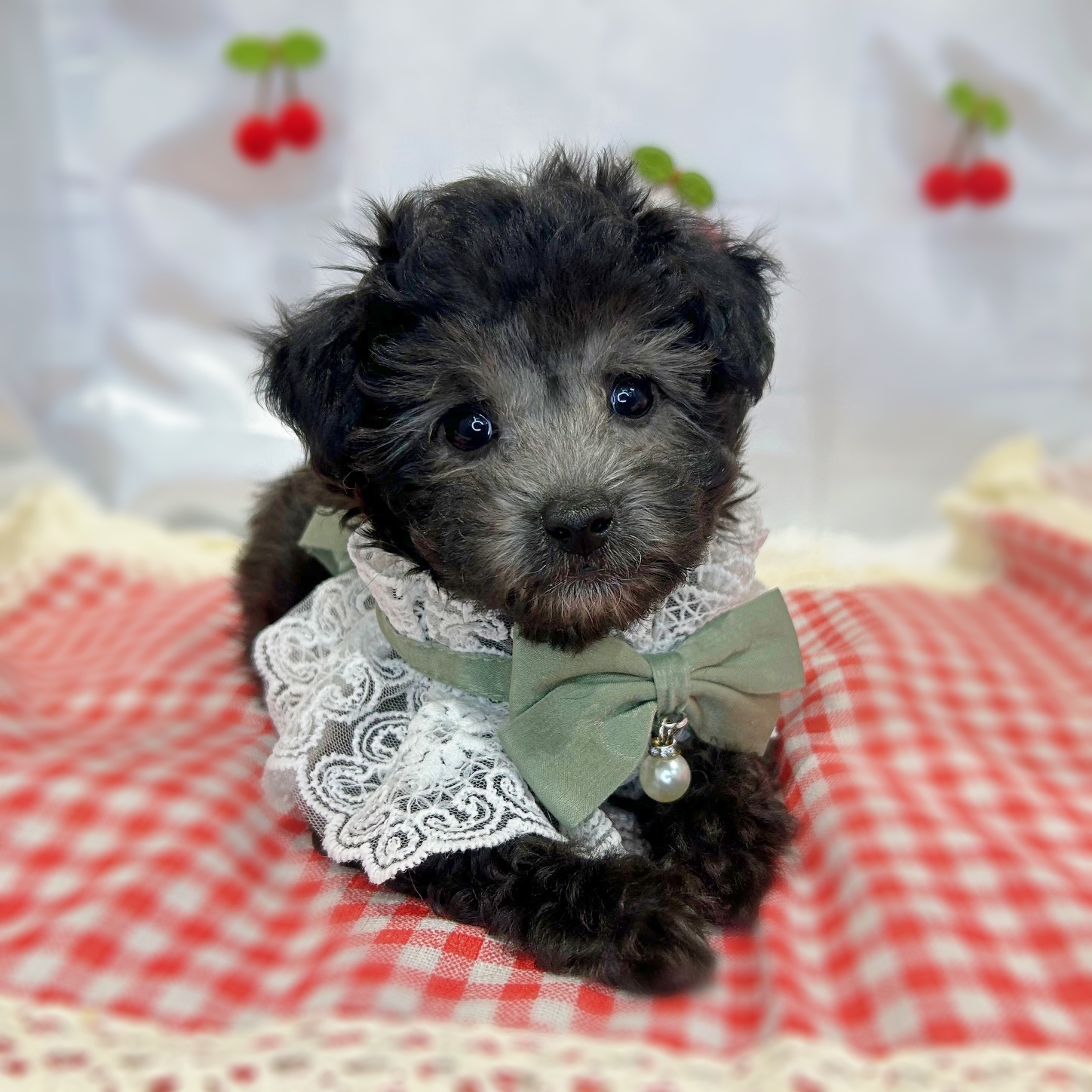 滋賀県のトイプードル(トイ) (ペッツワン堅田店/2026年1月1日生まれ/女の子/グレー)の子犬の1枚目の画像